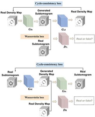 CryoETGAN: Cryo-Electron Tomography Image Synthesis via Unpaired Image Translation